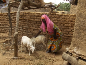 Goats and other livestock are key for rural livelihoods and for maintaining soil fertility.